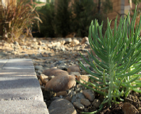 drought-tolerant